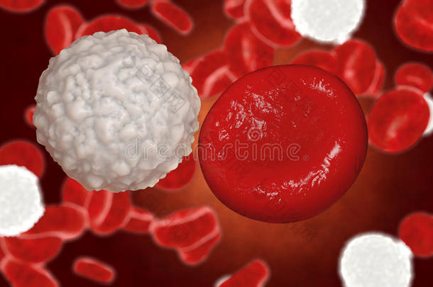 红细胞，红细胞，解剖概念