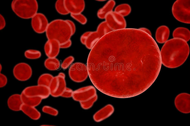 红细胞，红细胞，解剖概念