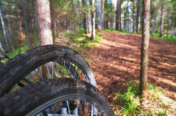 森林污垢中的自行车轮