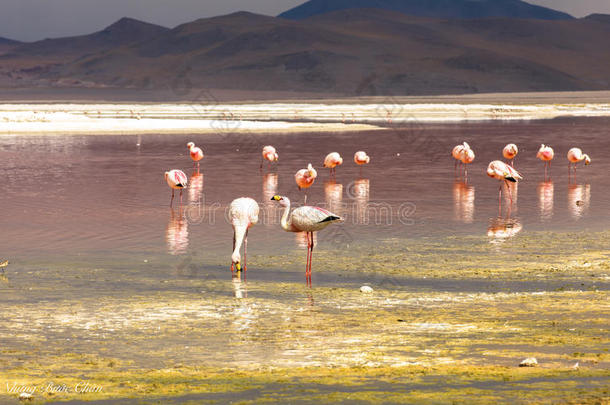 玻利维亚红泻湖的火烈鸟