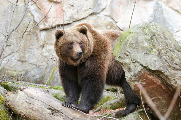 一只棕色的大熊站在石头后面