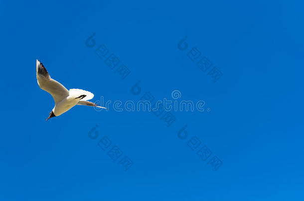 飞行中的海鸥