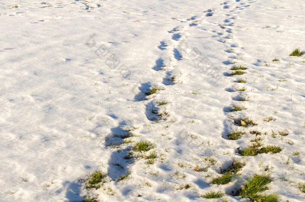 脚步声在雪地和新鲜的草地上。