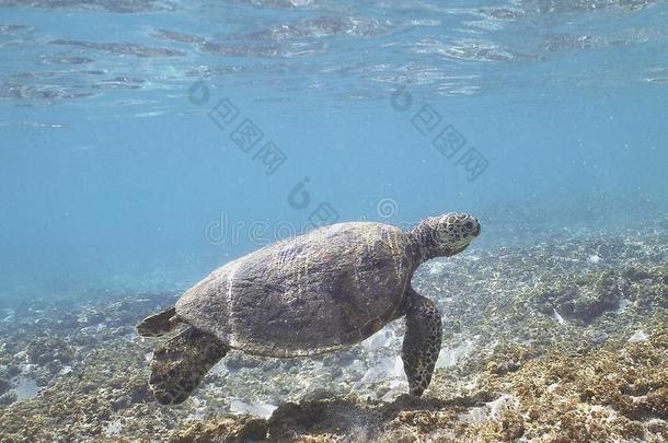 夏威夷绿海龟