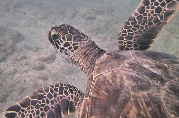 夏威夷绿海龟