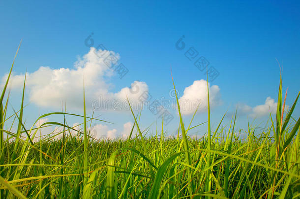 天空下的草原