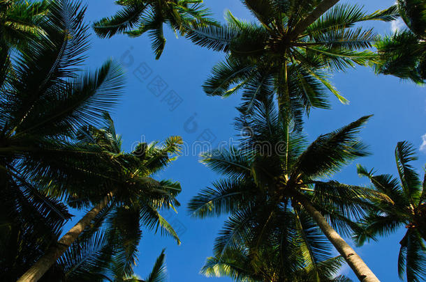 夏日蓝天下的椰子树