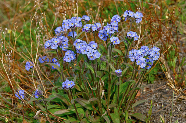 盛开开花蓝色植物的花束