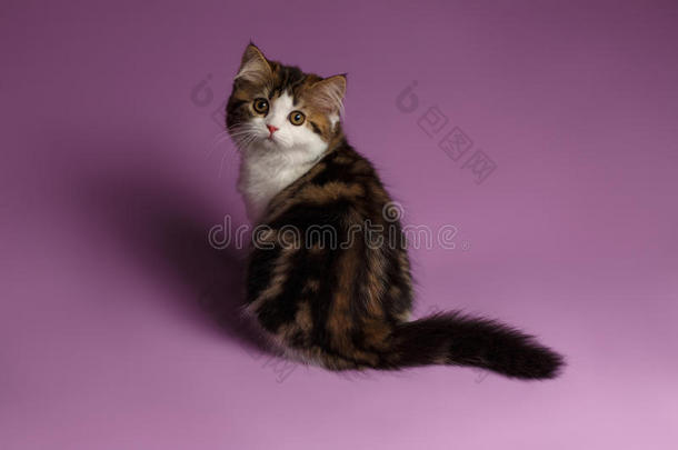 可爱的苏格兰直猫坐着，<strong>回头</strong>看紫色