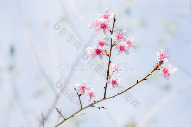 美丽的粉红色樱花（樱花）花盛开在