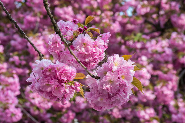 盛开的粉红色樱花树枝。