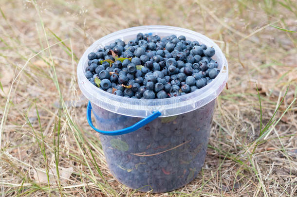 新鲜采摘的有机蓝莓在桶里