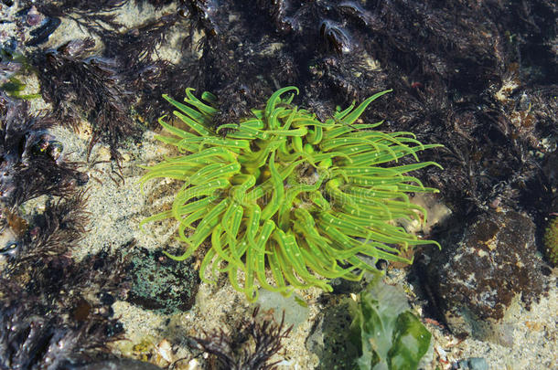 绿色海葵在海滩潮池