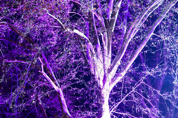 在树上关闭明亮的<strong>紫色光</strong>