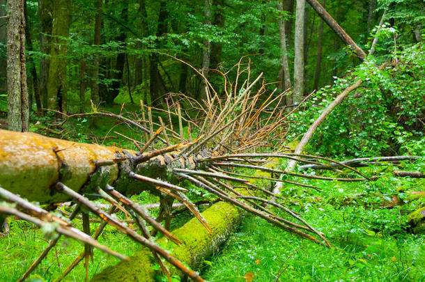 在Bialowieza原始森林中破碎的树根