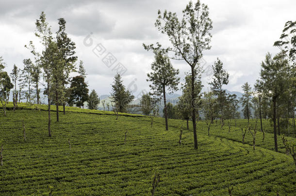 绿茶种植园。 埃拉，斯里兰卡。