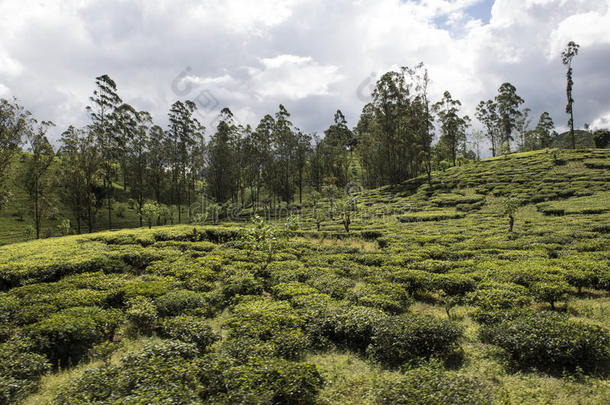 绿茶种植园。 埃拉，斯里兰卡。