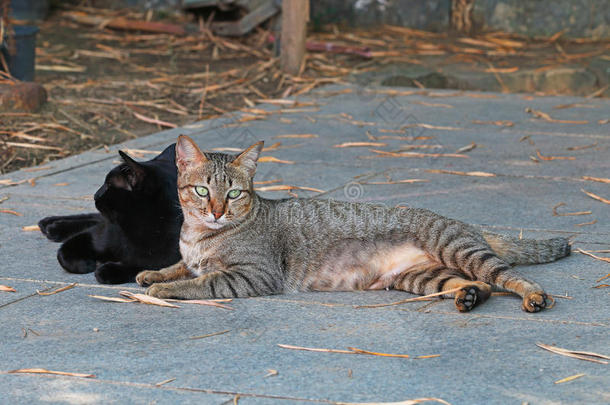 动物美女黑色棕色的猫