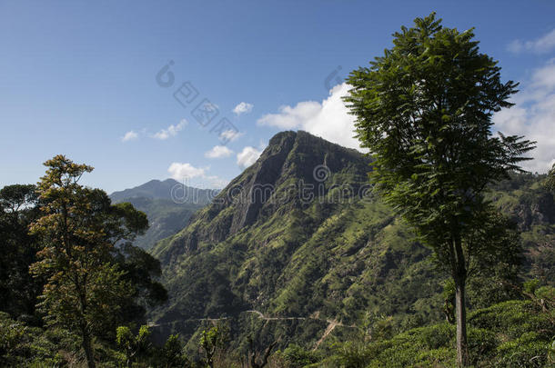 青山与种植园埃拉，斯里兰卡。