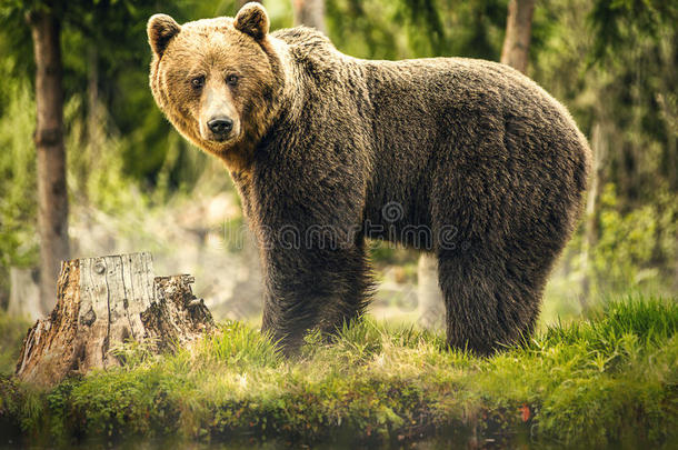 大自然中的熊，野生动物，森林中的棕熊，与熊相遇，大熊，大自然中的动物
