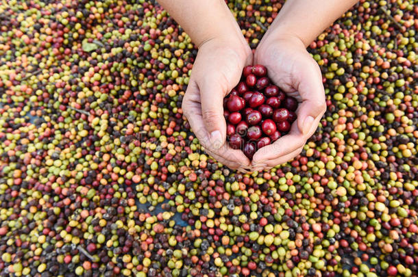 新鲜咖啡豆在手，红色浆果咖啡