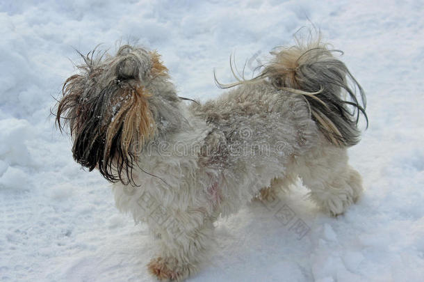 狗施子在雪地里玩。