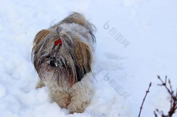 狗施子在雪地里玩。