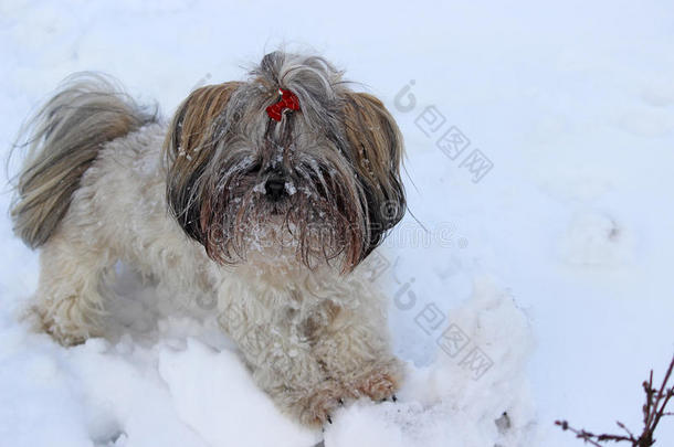 狗施子在雪地里玩。