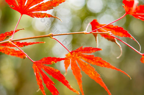 日本秋季红色枫叶吸引人的旅游节