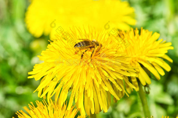 在绿色草地上的蒲公英上的蜜蜂。 春天的时候。 晴天