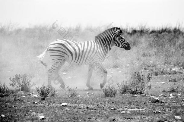 非洲动物灰尘埃托沙哺乳动物
