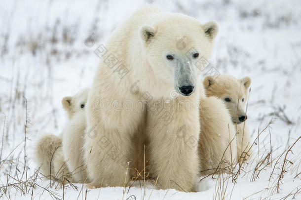北极熊她带着幼崽。