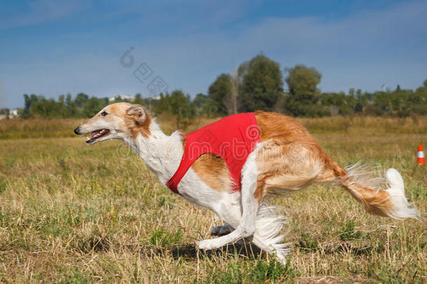 古辛。 俄罗斯Borzoi狗在田里奔跑