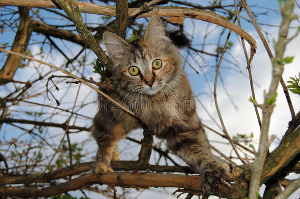 美丽的猫云印第安纳州小猫