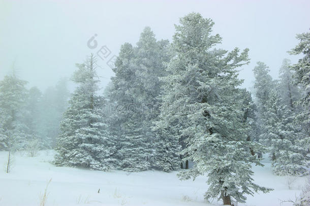 生物群系暴风雪分支针叶树生态系统