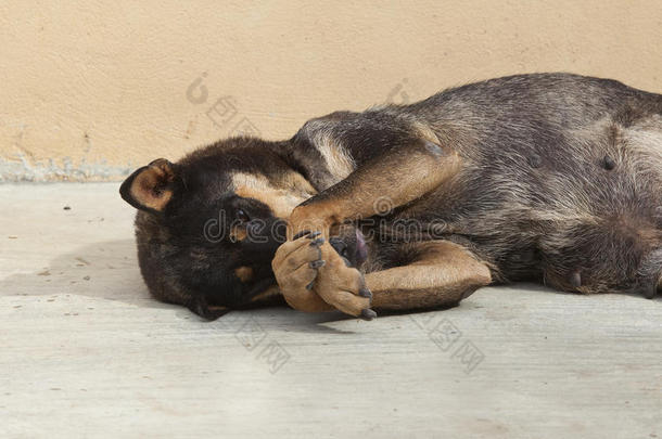 亚洲狗躺在倾覆的位置