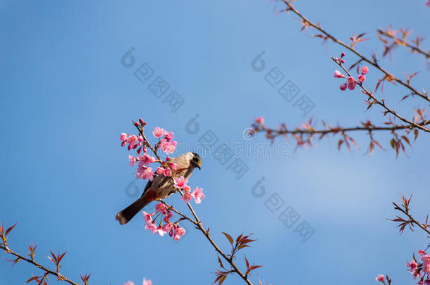鸟坐在樱花树上