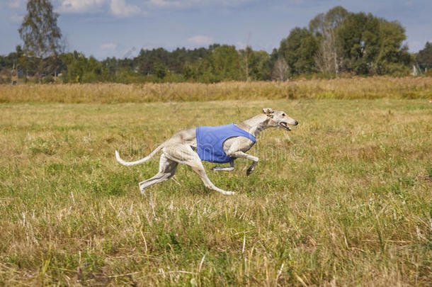 古辛。 猎犬奥尔塔在田野上奔跑