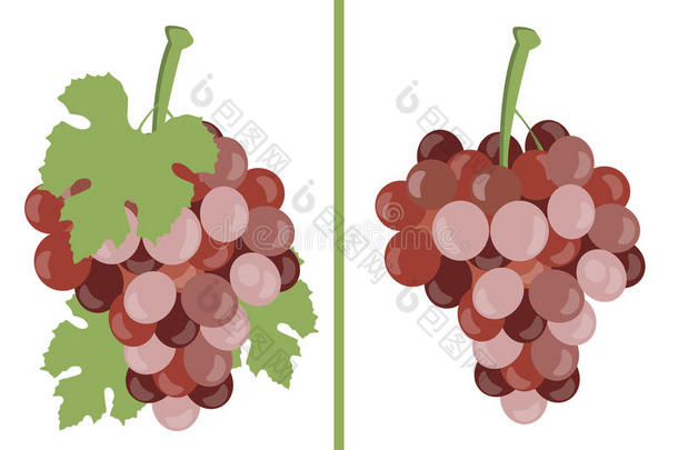 葡萄。 成群的葡萄。 一套不同的葡萄品种。