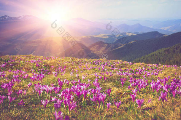 第一片盛开的春天的花朵，番红花，只要雪落在阳光下的群山背景上。
