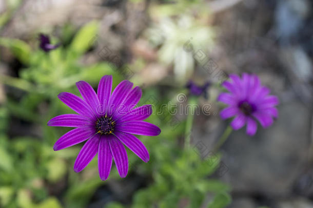 美丽的<strong>紫色花朵</strong>特写