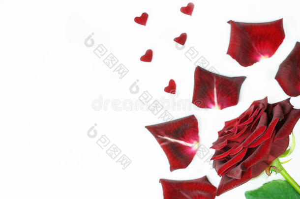 深红色玫瑰，白色背景上有<strong>花瓣</strong>和小<strong>心形</strong>