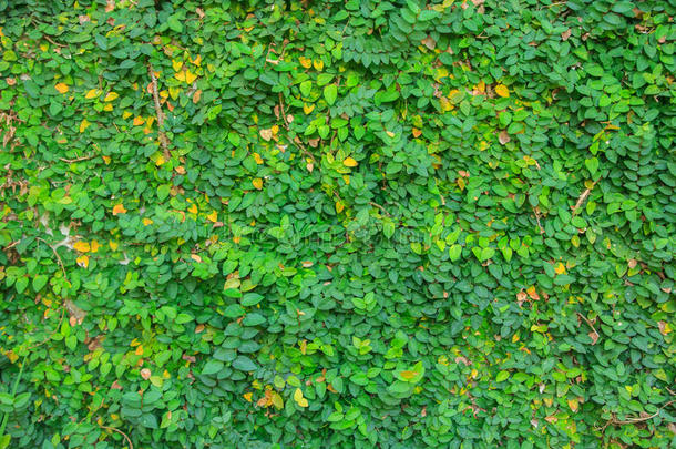 背景花园绿色绿色背景绿墙