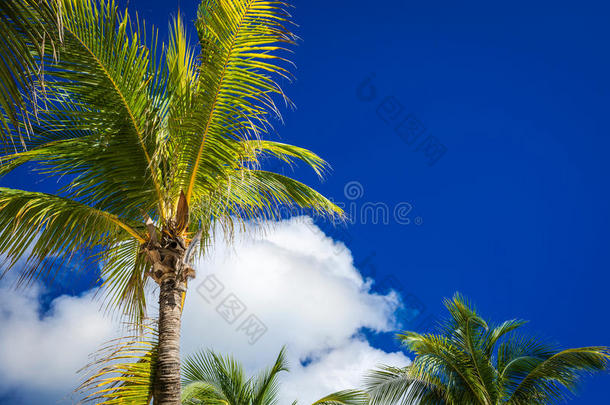 深蓝色天空上的绿色椰子棕榈树和白云。 照片来自墨西哥尤卡坦的普拉亚德尔卡门。