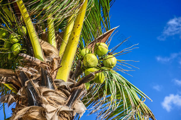 椰子树上的新鲜椰子。 棕榈树上的绿色椰子。