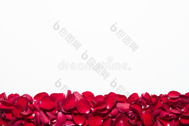 白色背景上美丽的红色玫瑰花瓣。 情人节、周年纪念等背景。