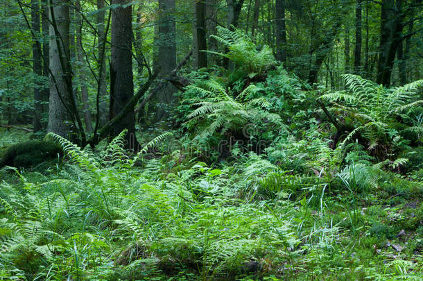 破碎的<strong>树桩</strong>苔藓覆盖着，蕨类<strong>植物</strong>层在上面