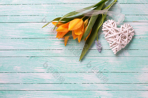 清新的春天，黄色的郁金香花和白色的装饰心