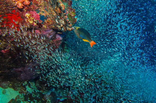 珊瑚潜水鱼生活海洋