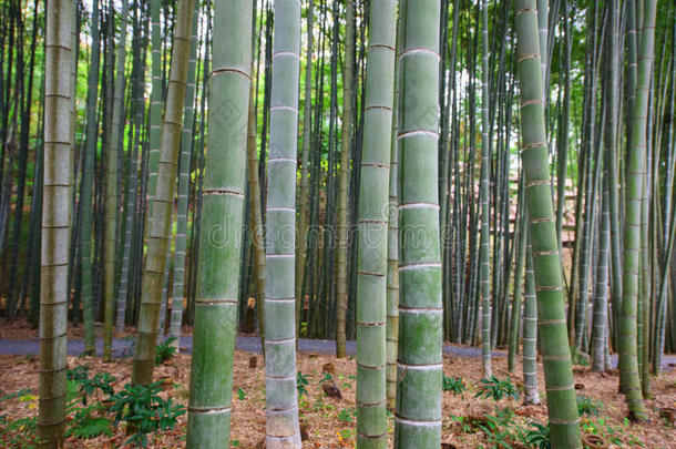 京都恩科寺竹林